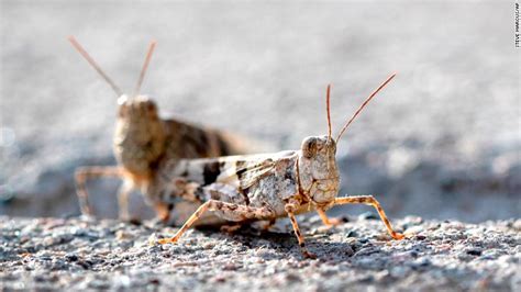 Las Vegas Grasshopper Invasion Is So Big You Can See It On Weather Radar Cnn