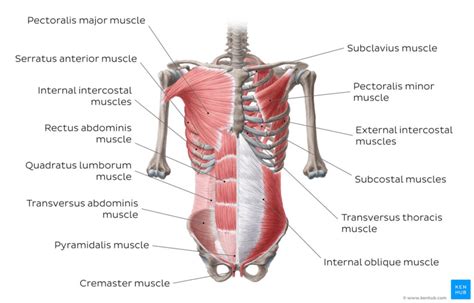 The Anatomy Of Your Core Muscles - Markow Training Systems