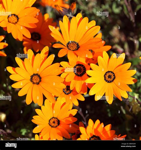 Namaqualand Daisy Cape Marigold Dimorphotheca Sinuata Close Up View