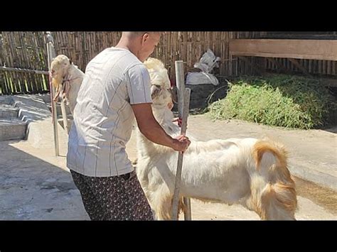 LIVE KAMBING ETAWA KURBAN PESANAN JAKARTA 2023 YouTube