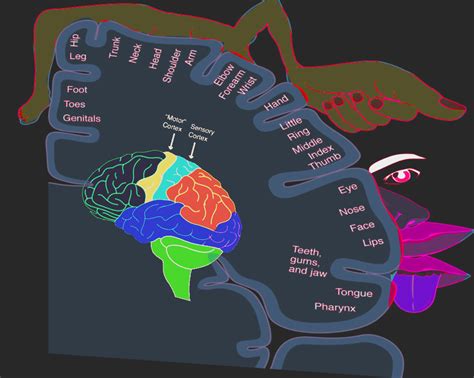 Neurosurgery Sensory Homunculus Article