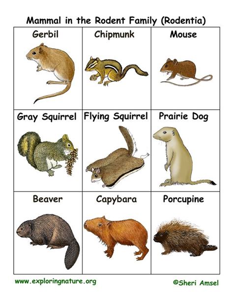 Rodent Family Flashcards (Rodentia) Flying Squirrel, Prairie Dog, Gerbil, Capybara, Explore ...