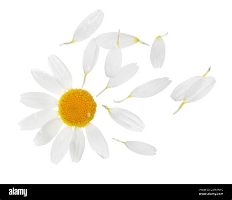 Chamomile Flower With Flying Petals On White Background Stock Photo Alamy