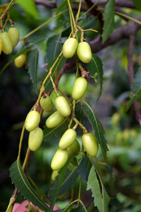 Neem Seed-Azadirachta Indica Stock Image - Image of india, nature: 39132461