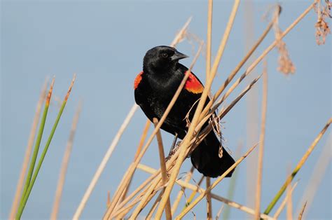 Red Winged Blackbird Terribird Galleries Digital Photography Review