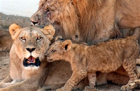 Des lions dévorent des braconniers dans une réserve d Afrique du Sud