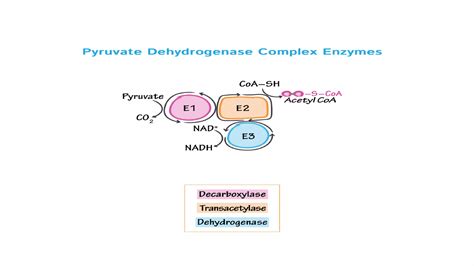 Multienzyme System Pdf