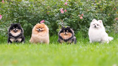 Pomeranian Colors | Our Fit Pets