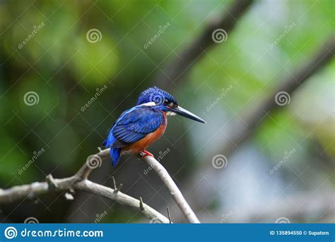 Blue Eared Kingfisher Alcedo Meninting Stock Photo Image Of Fishing