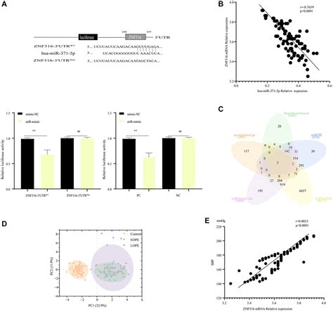 MiR 371 5p Regulates Trophoblast Cell Proliferation Migration And