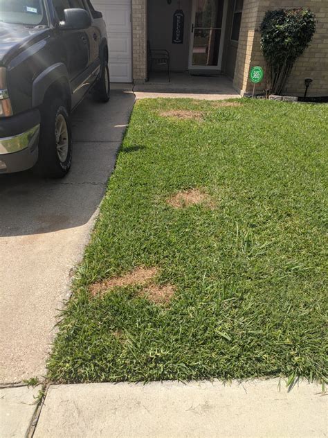 Chinch Bug Damage Lawn Care Forum