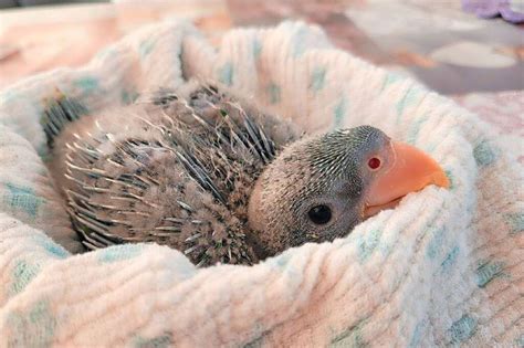 Im Vogelpark Steinen Gibt Es Derzeit Viele Jungtiere Steinen