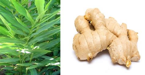 Ginger Plant And Roots Download Scientific Diagram