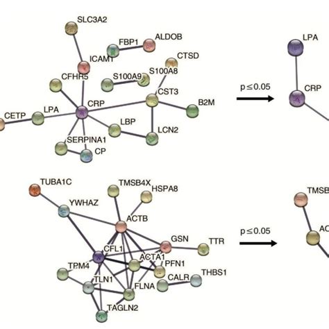 Protein Protein Interaction PPI Network The PPI Network Was Created