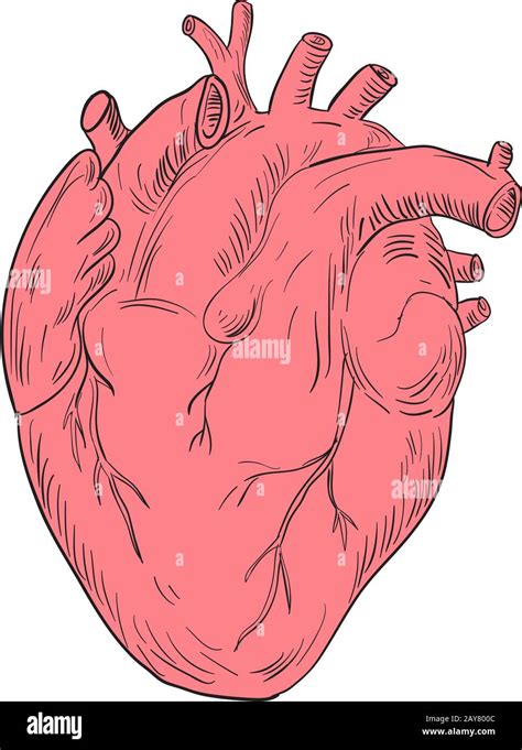 Cuore Umano Disegno Anatomico Foto Stock Alamy