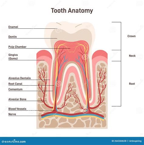 Human Tooth Structure Cross Section Scheme Representing Tooth Layers