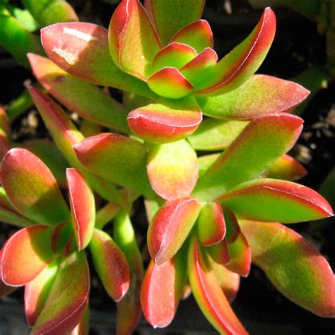 Crassula Rubricaulis Th Suculentas