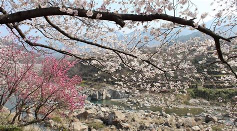 Jeonju Cherry Blossom Day Tour