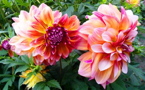 Beautiful Large Dahlias 307