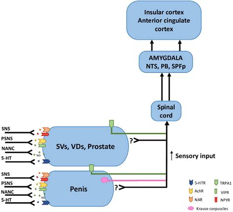 Frontiers Neurophysiology Of Male Sexual Arousal—behavioral Perspective