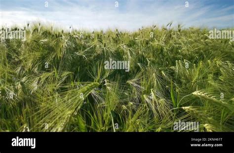 Green Corn Dance Stock Videos Footage HD And 4K Video Clips Alamy