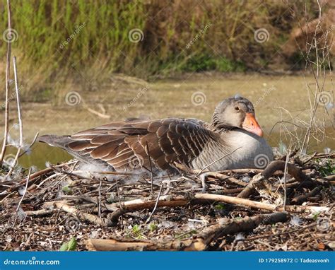 Greylag Goose Sitting on Eggs Stock Photo - Image of anser, nature ...