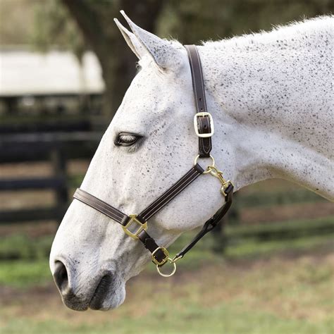 Equinavia Valkyrie Triple Stitched Leather Halter Dover Saddlery