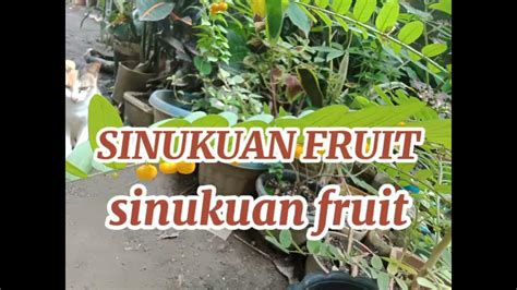 Fruit Of Sinukuan Plant Youtube