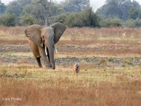 Remarkable sighting: Elephant chases hyena - Africa Geographic