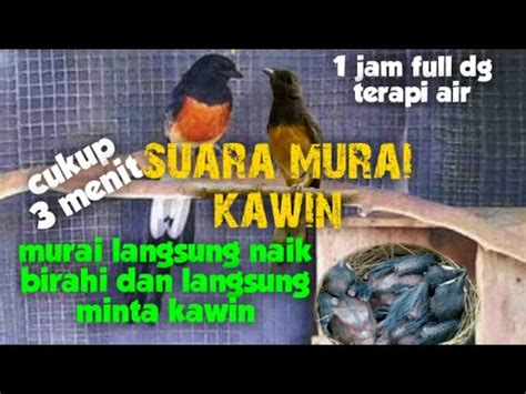 Suara Murai Kawin Terapi Dan Pancingan Agar Murai Cepat Birahi Dan