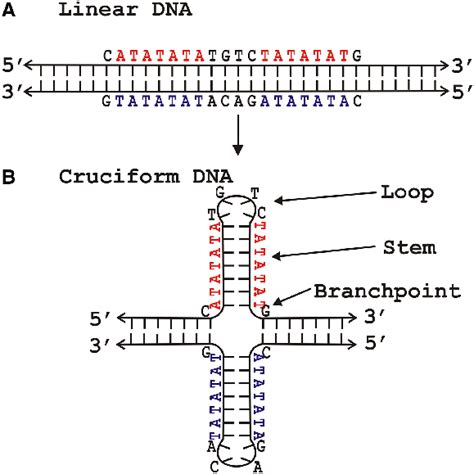 Inverted Repeat DNA Sequences Can Adopt Different Types Of