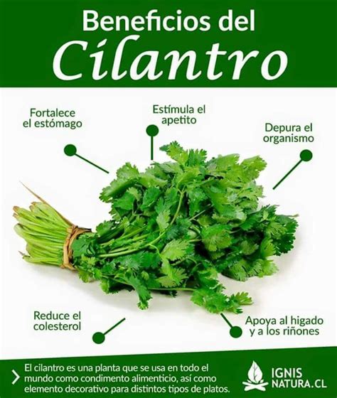 Beneficios Del Cilantrocilantrillo Nutrition Facts Healthy Eating