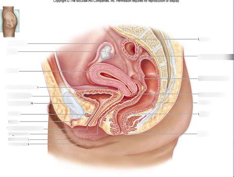 Sagittal Section Of Female Pelvic Region Diagram Quizlet