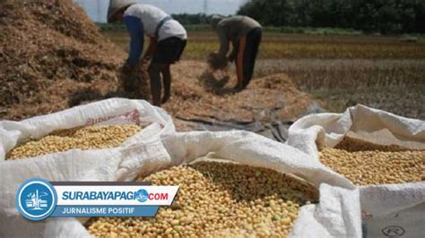 Diskatan Kuningan Catat Produktivitas Kedelai Lokal Tinggi Capai 453 Ton