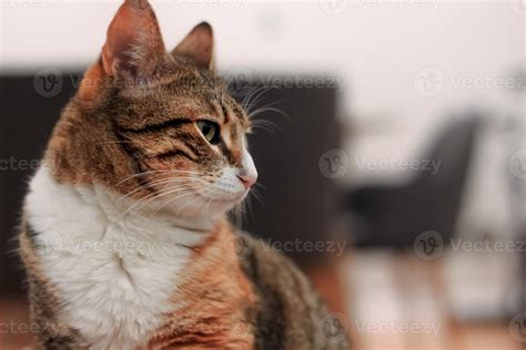 Adult female cat facing sideways at home 6877181 Stock Photo at Vecteezy