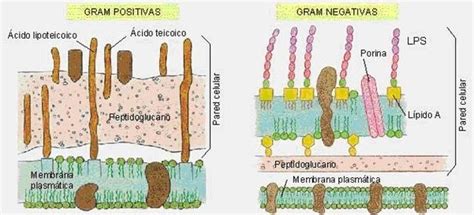 PARED CELULAR BACTERIANA Diagram | Quizlet