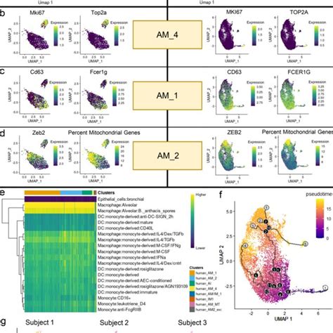 Identification Of Heterogenous Macrophage Populations By Scrna Seq In