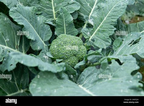 Broccoli Plant With Flowers And Green Leaves Agriculture Concept Stock