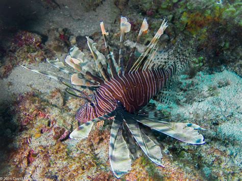 Earth Day Saving Our Reefs From Invasive Lionfish