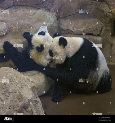 Giant Pandas Two Babies Playing Together Stock Photo Alamy