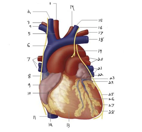 Heart and great vessels label Flashcards | Quizlet