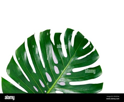 Tropical Jungle Monstera Leaves Isolated Swiss Cheese Plant Isolated On White Background Stock