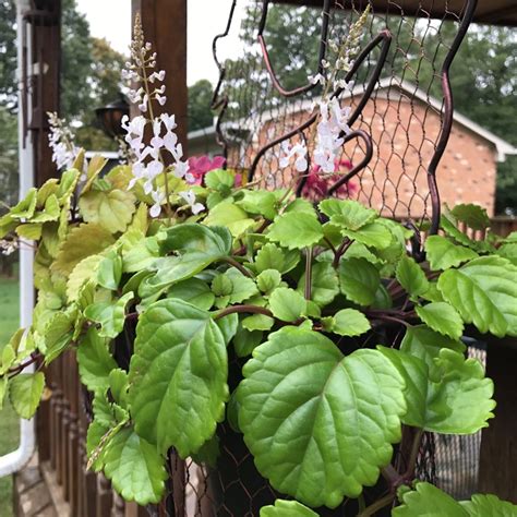 Planta Plectranthus Verticillatus Informacionpublica Svet Gob Gt