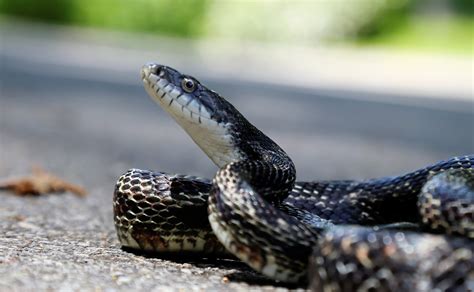 Orlando, FL Snake Removal And Trapping Services - Affordable Wildlife ...