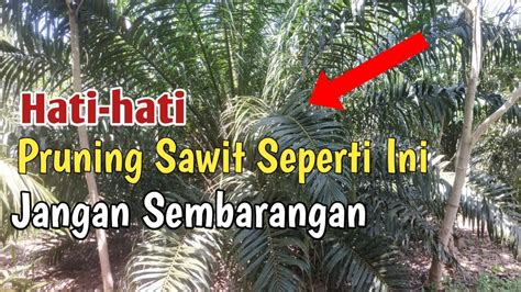 Cara Pruning Sawit Usia 3 Tahun Yang Benar YouTube