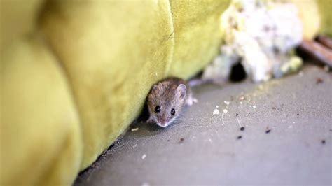 Cómo saber si hay un nido de ratas o ratones en mi casa 6 trucos