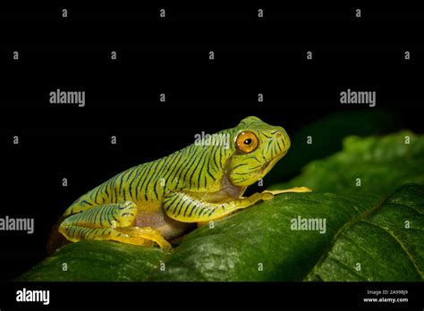 Juvinile Of Malabar Gliding Frog Rhacophorus Malabaricus Munnar