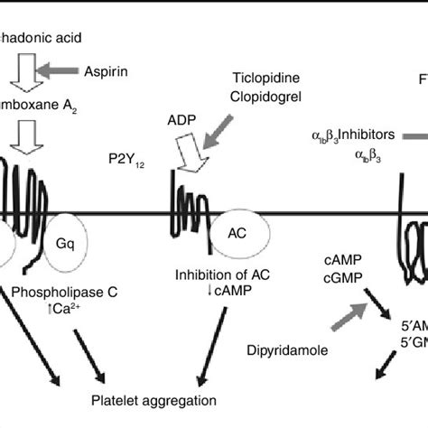 Sites Of Action Of Antiplatelet Agents Among Pathways Of Platelet