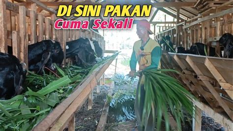 Sukses Ternak Kambing Cara Manual Hasil Nyata Bukan Abal Abal YouTube