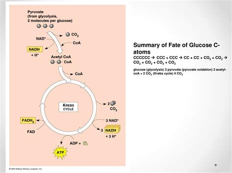 Ppt Pyruvate Oxidation Krebs Cycle Powerpoint Presentation Id